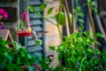 Ruby-Throated Hummingbird hovers in the air at a nectar feeder