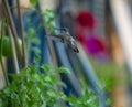 Ruby-Throated Hummingbird hovers in the air