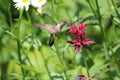 Ruby Throated Hummingbird Hovers in Flight while Feeding  on Bee Balm Royalty Free Stock Photo