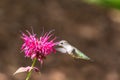 A Ruby-throated hummingbird hovers near a purple bee balm flower