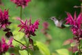 A Ruby-throated hummingbird hovers near a purple bee balm flower Royalty Free Stock Photo