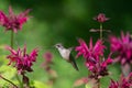 A Ruby-throated hummingbird hovers near a purple bee balm flower