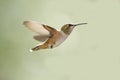 Hummingbird in flight Royalty Free Stock Photo