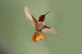 Ruby Throated Hummingbird / Rufus Hummingbird