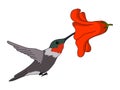 Ruby-Throated Hummingbird illustration vector