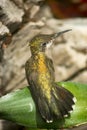 Ruby Throated Hummingbird Royalty Free Stock Photo