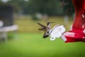 Ruby Throated Hummingbird Landing Royalty Free Stock Photo