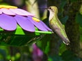 Ruby-Throated Hummingbird Looks Up from Drinking Nectar Royalty Free Stock Photo