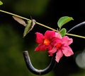 A Ruby-Throated Hummingbird makes her way to the red flower looking for nectar