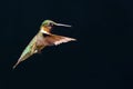 Ruby-throated Hummingbird Royalty Free Stock Photo