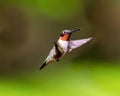 Ruby Throated Hummingbird male.