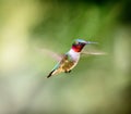 Ruby Throated Hummingbird male.