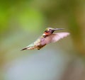 Ruby Throated Hummingbird male.