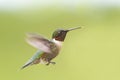 A Ruby-throated hummingbird male isolated on a green background in flight Royalty Free Stock Photo