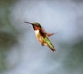 Ruby Throated Hummingbird male. Royalty Free Stock Photo