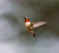 Ruby Throated Hummingbird male. Royalty Free Stock Photo