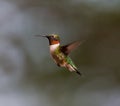 Ruby Throated Hummingbird male. Royalty Free Stock Photo