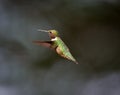 Ruby Throated Hummingbird male. Royalty Free Stock Photo