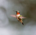 Ruby Throated Hummingbird male. Royalty Free Stock Photo