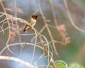 Ruby Throated Hummingbird male. Royalty Free Stock Photo