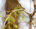 Ruby Throated Hummingbird male. Royalty Free Stock Photo