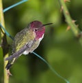 Ruby Throated Hummingbird (male) sitting on garden wire