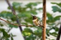 Ruby-throated Hummingbird - male