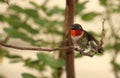 Ruby-throated Hummingbird - male