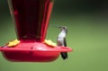 Ruby Throated Hummingbird at nectar bird feeder, Clarke County, Georgia USA