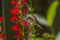 Ruby-throated Hummingbird Royalty Free Stock Photo