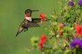 Ruby-throated Hummingbird Looking for Nectar