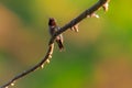 Ruby-throated hummingbird perched on a branch