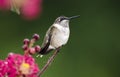 Ruby Throated Hummingbird perched on Crepe Myrtle flower Royalty Free Stock Photo
