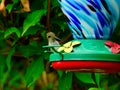 A Ruby-Throated Hummingbird Perched on a Nectar Bird Feeder Royalty Free Stock Photo