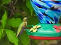 Ruby-Throated Hummingbird Perched on a Nectar Bird Feeder Series Royalty Free Stock Photo