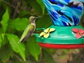 Ruby-Throated Hummingbird Perched on a Nectar Bird Feeder Series Royalty Free Stock Photo