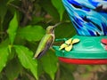 Ruby-Throated Hummingbird Perched on a Nectar Bird Feeder Series Royalty Free Stock Photo