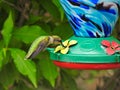 Ruby-Throated Hummingbird Perched on a Nectar Bird Feeder Series Royalty Free Stock Photo