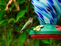 Ruby-Throated Hummingbird Perched on Nectar Bird Feeder Young Male Royalty Free Stock Photo