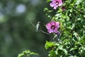 Ruby-Throated Hummingbird Perched on Rose of Sharon Bush Near Flower with Beak Open Royalty Free Stock Photo