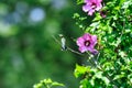 Ruby-Throated Hummingbird Perched on Rose of Sharon Bush Next to Hibiscus Flower Royalty Free Stock Photo