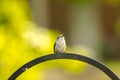 Ruby-throated Hummingbird Royalty Free Stock Photo