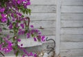 A Ruby Throated Hummingbird Pointed Away from Camera with Wings Extended Royalty Free Stock Photo