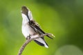 Ruby Throated Hummingbird Preening While Perched Delicately on a Slender Twig