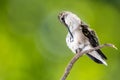 Ruby Throated Hummingbird Preening While Perched Delicately on a Slender Twig