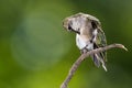 Ruby Throated Hummingbird Preening While Perched Delicately on a Slender Twig