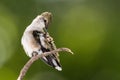 Ruby Throated Hummingbird Preening While Perched Delicately on a Slender Twig