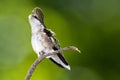 Ruby Throated Hummingbird Preening While Perched Delicately on a Slender Twig