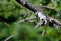 Ruby-Throated Hummingbird Preening