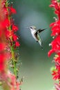 Ruby-throated Hummingbird rchilochus colubris feeding on a cardinal flower Lobelia cardinalis Royalty Free Stock Photo